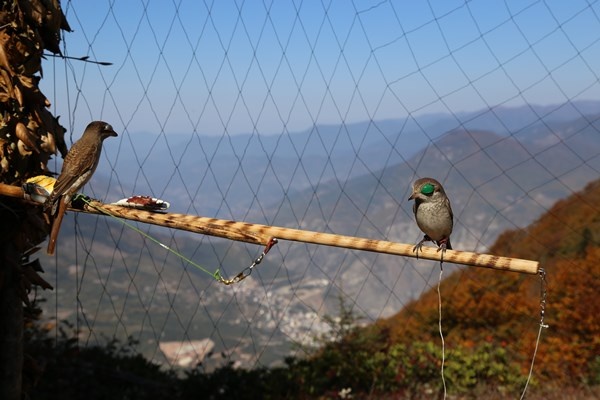 Artvin'de sezonun son atmaca avı yapıldı 5