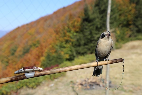 Artvin'de sezonun son atmaca avı yapıldı 4