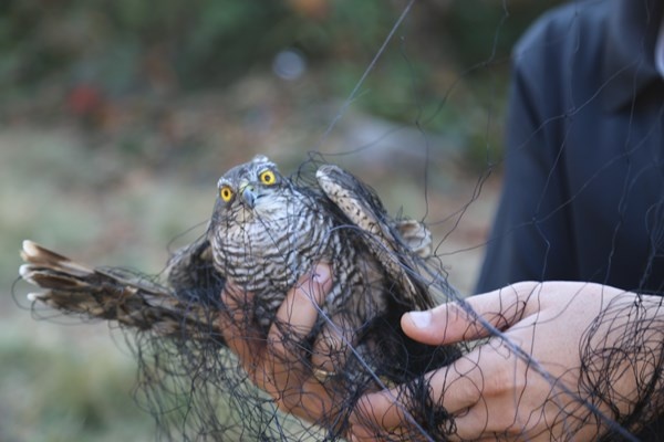 Artvin'de sezonun son atmaca avı yapıldı 17
