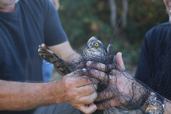 Artvin'de sezonun son atmaca avı yapıldı 12