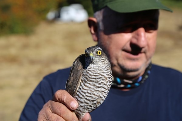 Artvin'de sezonun son atmaca avı yapıldı 13