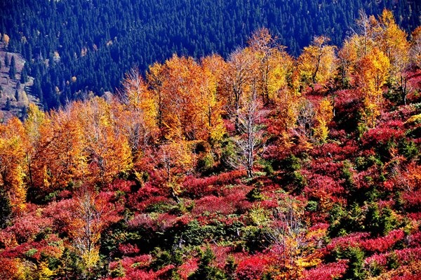 Haçka Yaylası'nda sonbahar güzelliği 11