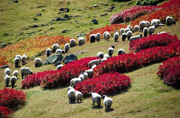Haçka Yaylası'nda sonbahar güzelliği 14