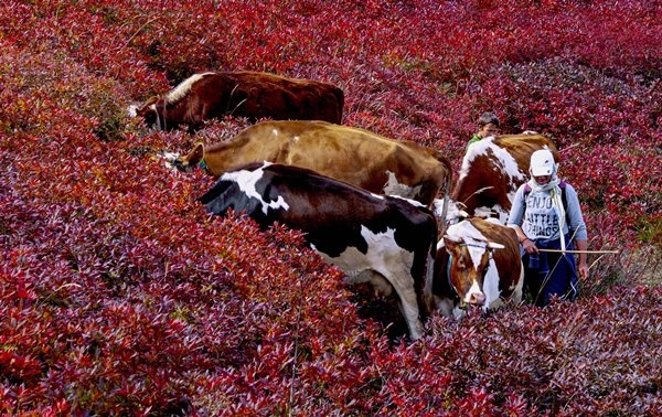 Haçka Yaylası'nda sonbahar güzelliği 10