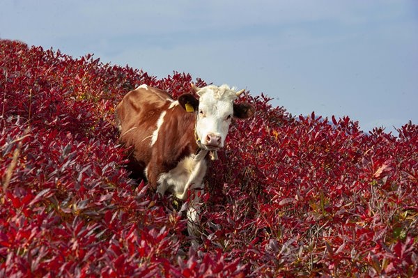 Haçka Yaylası'nda sonbahar güzelliği 6