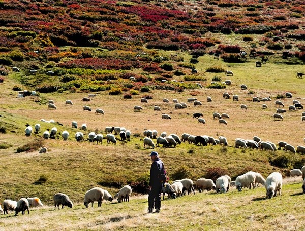 Haçka Yaylası'nda sonbahar güzelliği 12