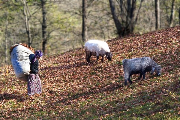 Haçka Yaylası'nda sonbahar güzelliği 8