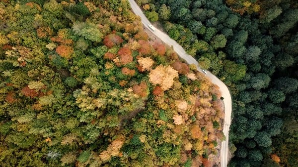 Gümüşhane'nin Örümcek Ormanları rengarenk 4
