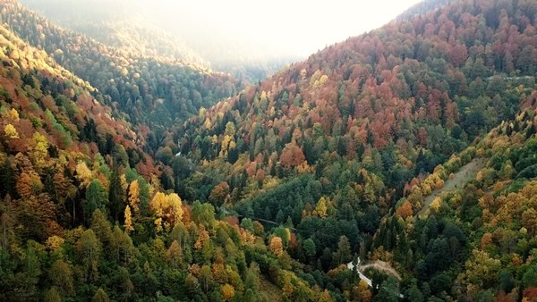 Gümüşhane'nin Örümcek Ormanları rengarenk 5