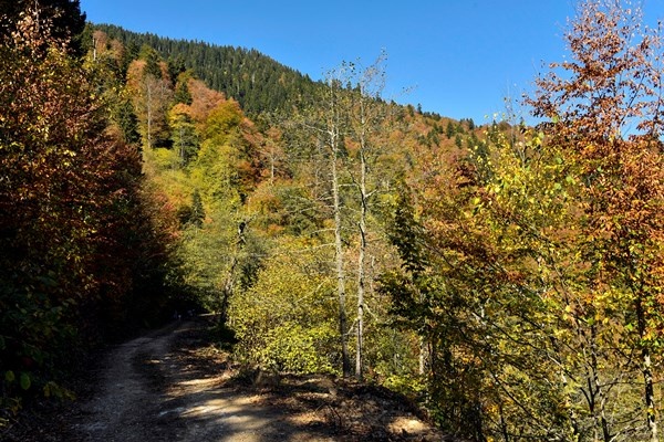 Gümüşhane'nin Örümcek Ormanları rengarenk 17