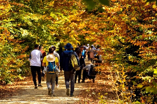 Gümüşhane'nin Örümcek Ormanları rengarenk 18