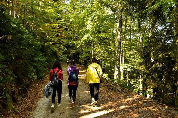 Gümüşhane'nin Örümcek Ormanları rengarenk 21