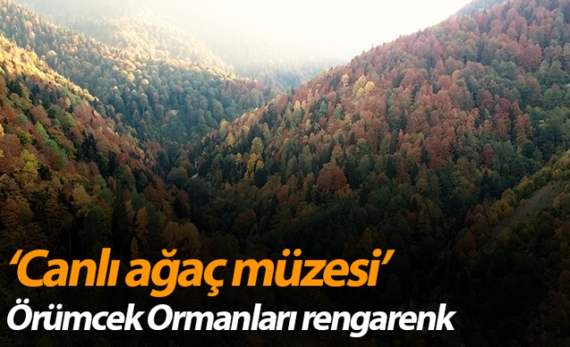Gümüşhane'nin Örümcek Ormanları rengarenk 1