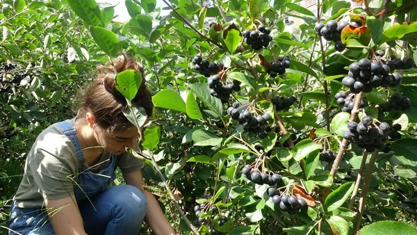 Trabzon'da yetiştirilen süper meyvede hasat zamanı 4