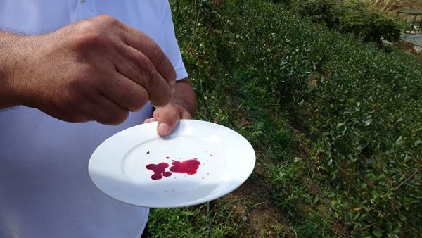 Trabzon'da yetiştirilen süper meyvede hasat zamanı 2