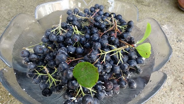 Trabzon'da yetiştirilen süper meyvede hasat zamanı 7