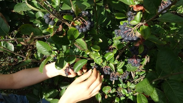 Trabzon'da yetiştirilen süper meyvede hasat zamanı 5