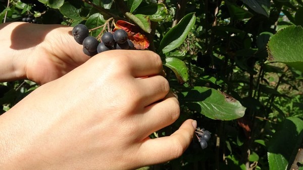 Trabzon'da yetiştirilen süper meyvede hasat zamanı 9