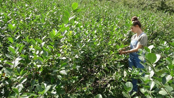 Trabzon'da yetiştirilen süper meyvede hasat zamanı 13