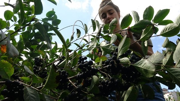 Trabzon'da yetiştirilen süper meyvede hasat zamanı 11