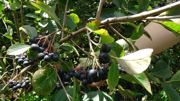 Trabzon'da yetiştirilen süper meyvede hasat zamanı 8