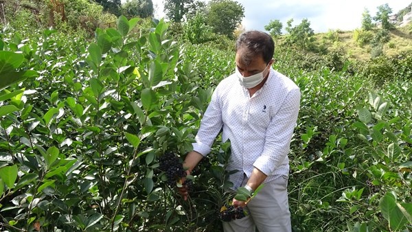 Trabzon'da yetiştirilen süper meyvede hasat zamanı 10