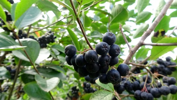 Trabzon'da yetiştirilen süper meyvede hasat zamanı 6