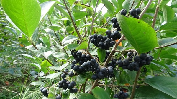 Trabzon'da yetiştirilen süper meyvede hasat zamanı 3