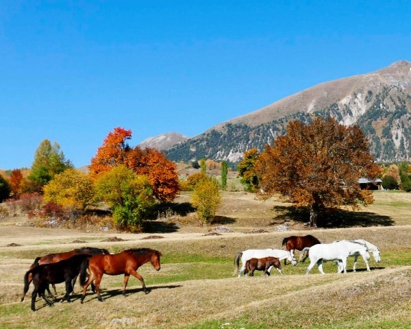 Sakin şehir Şavşat’ın sonbahar güzelliği 5