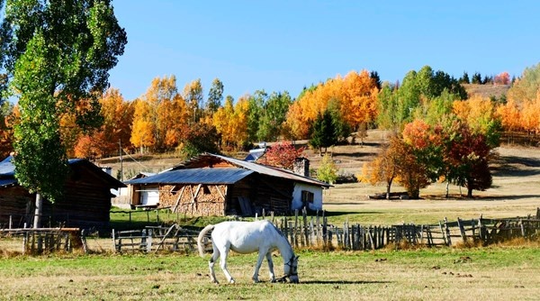 Sakin şehir Şavşat’ın sonbahar güzelliği 8
