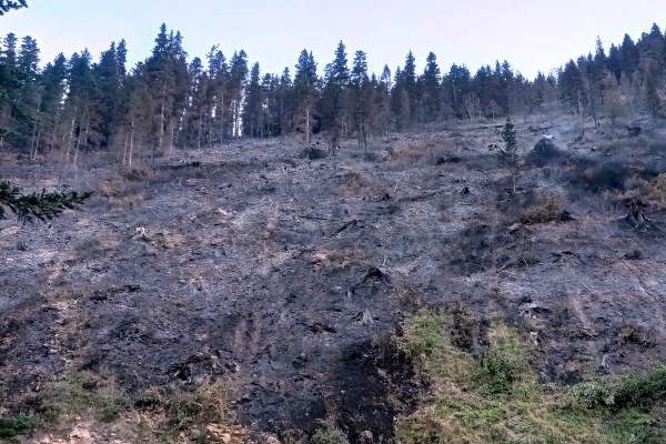 Gümüşhane'de Örümcek ormanlarındaki yangınlar kontrol altında 7