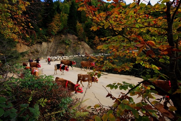 Doğu Karadeniz'de yaylacıların yerleşim yerlerine göç yolculuğu sürüyor 5