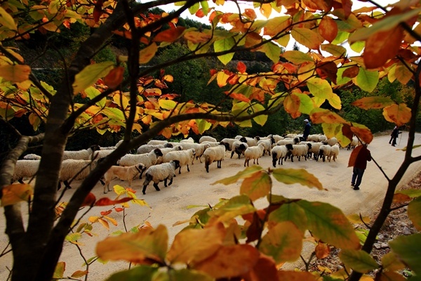 Doğu Karadeniz'de yaylacıların yerleşim yerlerine göç yolculuğu sürüyor 6