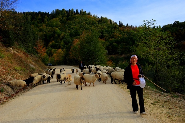 Doğu Karadeniz'de yaylacıların yerleşim yerlerine göç yolculuğu sürüyor 8