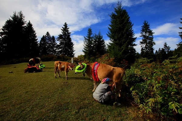 Doğu Karadeniz'de yaylacıların yerleşim yerlerine göç yolculuğu sürüyor 2