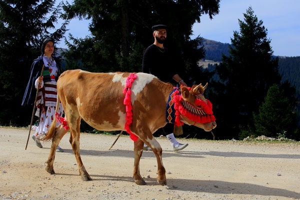 Doğu Karadeniz'de yaylacıların yerleşim yerlerine göç yolculuğu sürüyor 9