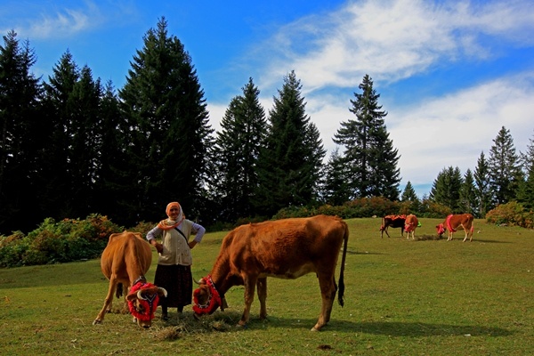 Doğu Karadeniz'de yaylacıların yerleşim yerlerine göç yolculuğu sürüyor 4