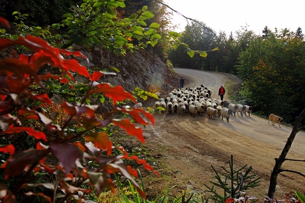 Doğu Karadeniz'de yaylacıların yerleşim yerlerine göç yolculuğu sürüyor 7