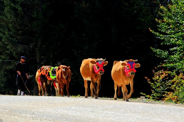 Doğu Karadeniz'de yaylacıların yerleşim yerlerine göç yolculuğu sürüyor 12