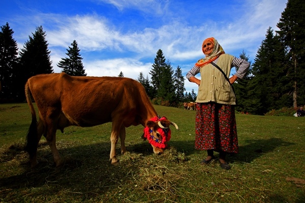 Doğu Karadeniz'de yaylacıların yerleşim yerlerine göç yolculuğu sürüyor 10