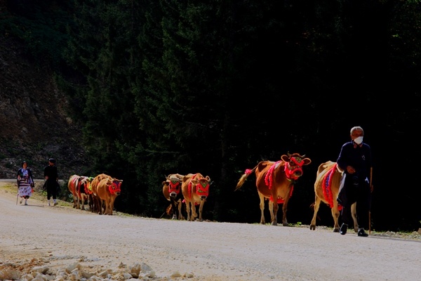 Doğu Karadeniz'de yaylacıların yerleşim yerlerine göç yolculuğu sürüyor 11