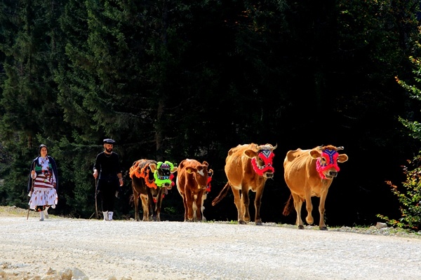 Doğu Karadeniz'de yaylacıların yerleşim yerlerine göç yolculuğu sürüyor 13