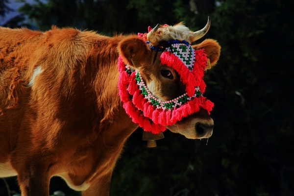 Doğu Karadeniz'de yaylacıların yerleşim yerlerine göç yolculuğu sürüyor 14