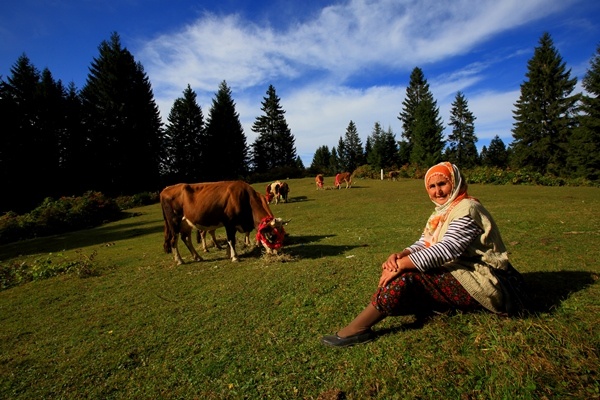 Doğu Karadeniz'de yaylacıların yerleşim yerlerine göç yolculuğu sürüyor 16