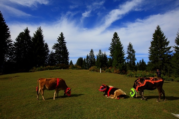 Doğu Karadeniz'de yaylacıların yerleşim yerlerine göç yolculuğu sürüyor 15