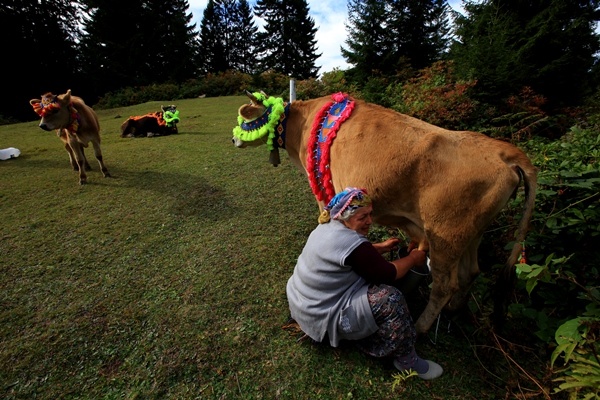 Doğu Karadeniz'de yaylacıların yerleşim yerlerine göç yolculuğu sürüyor 21