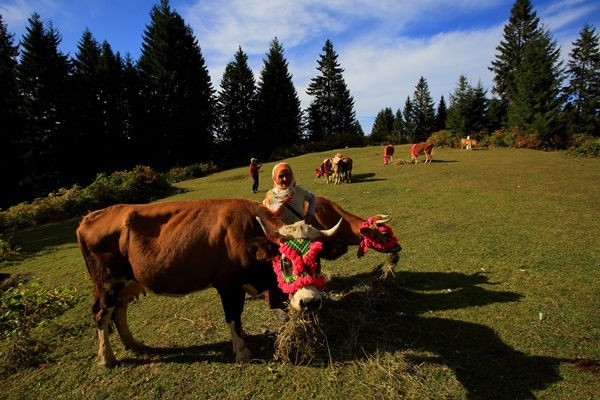 Doğu Karadeniz'de yaylacıların yerleşim yerlerine göç yolculuğu sürüyor 18