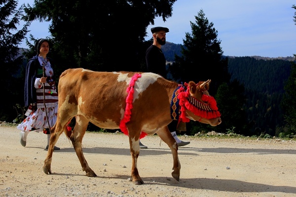 Doğu Karadeniz'de yaylacıların yerleşim yerlerine göç yolculuğu sürüyor 22