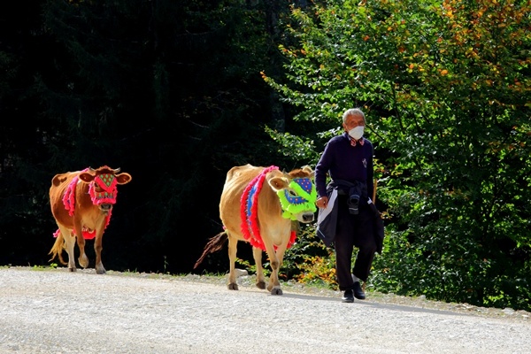 Doğu Karadeniz'de yaylacıların yerleşim yerlerine göç yolculuğu sürüyor 20