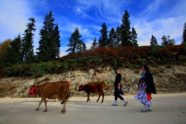 Doğu Karadeniz'de yaylacıların yerleşim yerlerine göç yolculuğu sürüyor 19